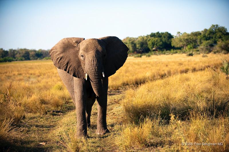 20090614_161047 D3 X1.jpg - Following large herds in Okavango Delta